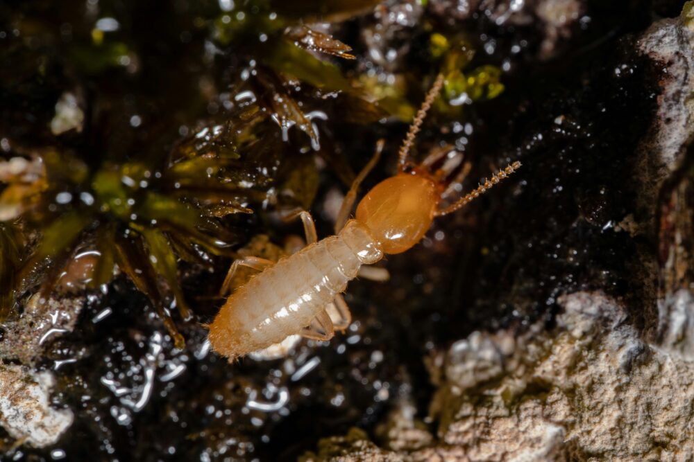 1匹のシロアリの写真|カマキリ・ゴキブリと同系統である昆虫
