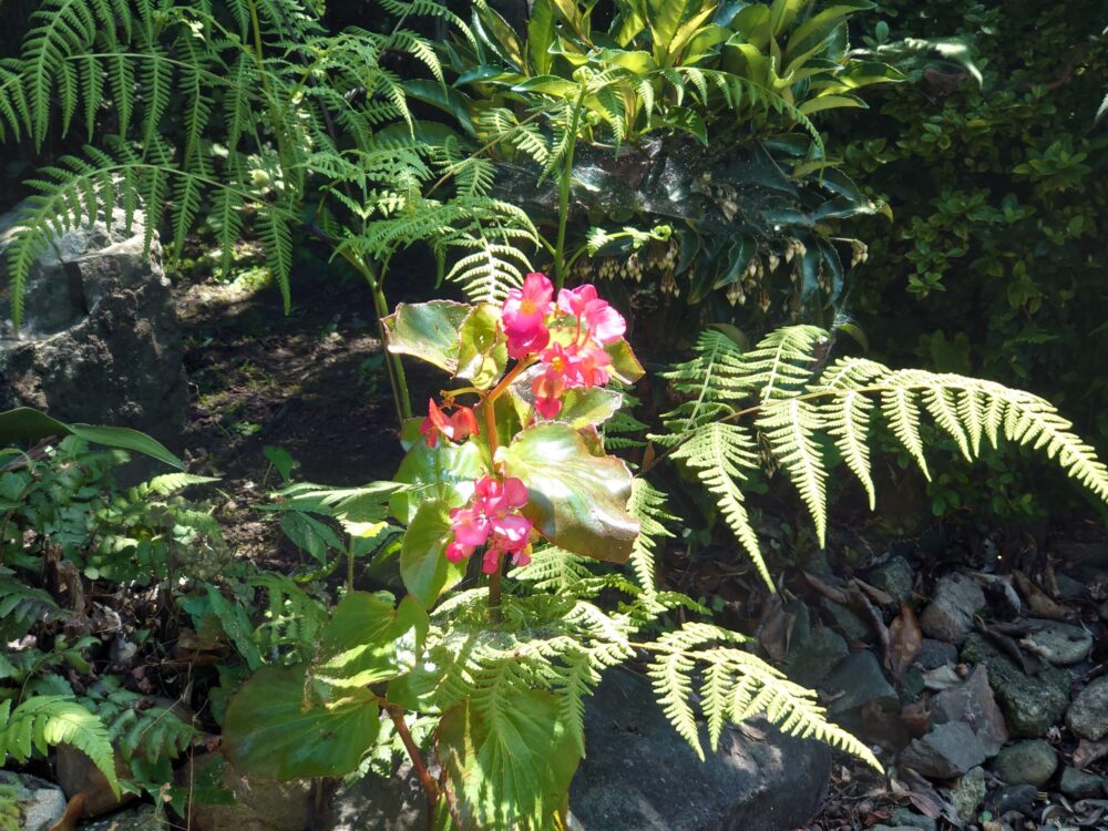 木漏れ日の差す半日陰の庭で、つややかな葉を広げて咲くピンクのベゴニアと、周囲を包むシダの緑