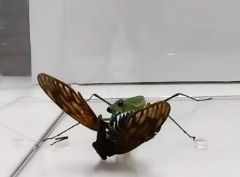 「オオカマキリがセミを捕食する瞬間の写真｜前脚の鎌で獲物を押さえ込みながら食べる姿」