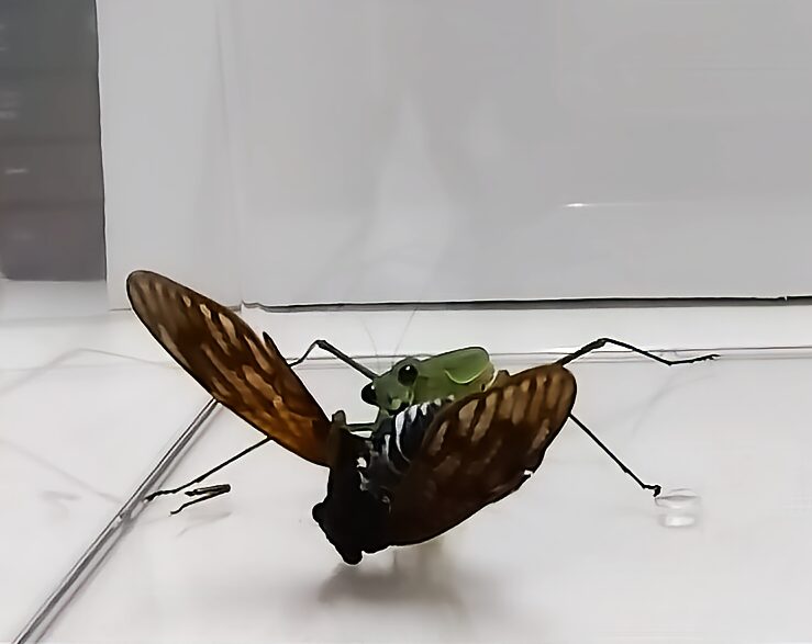 「オオカマキリがセミを捕食する瞬間の写真|前脚の鎌で獲物を押さえ込みながら食べる姿」