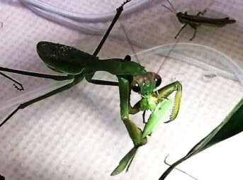 カマで捕らえたイナゴを頭から、口で嚙み砕いて食事をするオオカマキリのメス