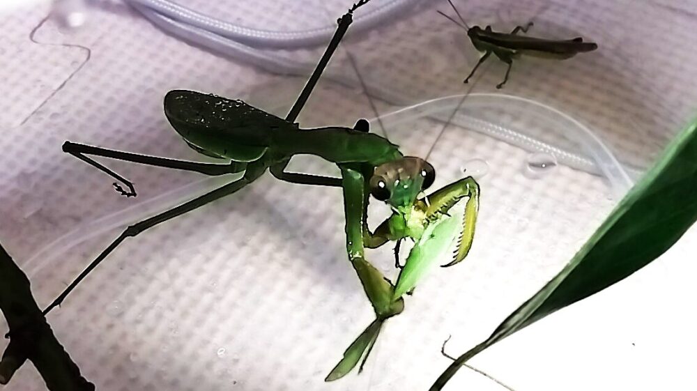 カマで捕らえたイナゴを頭から、口で嚙み砕いて食事をするオオカマキリのメス