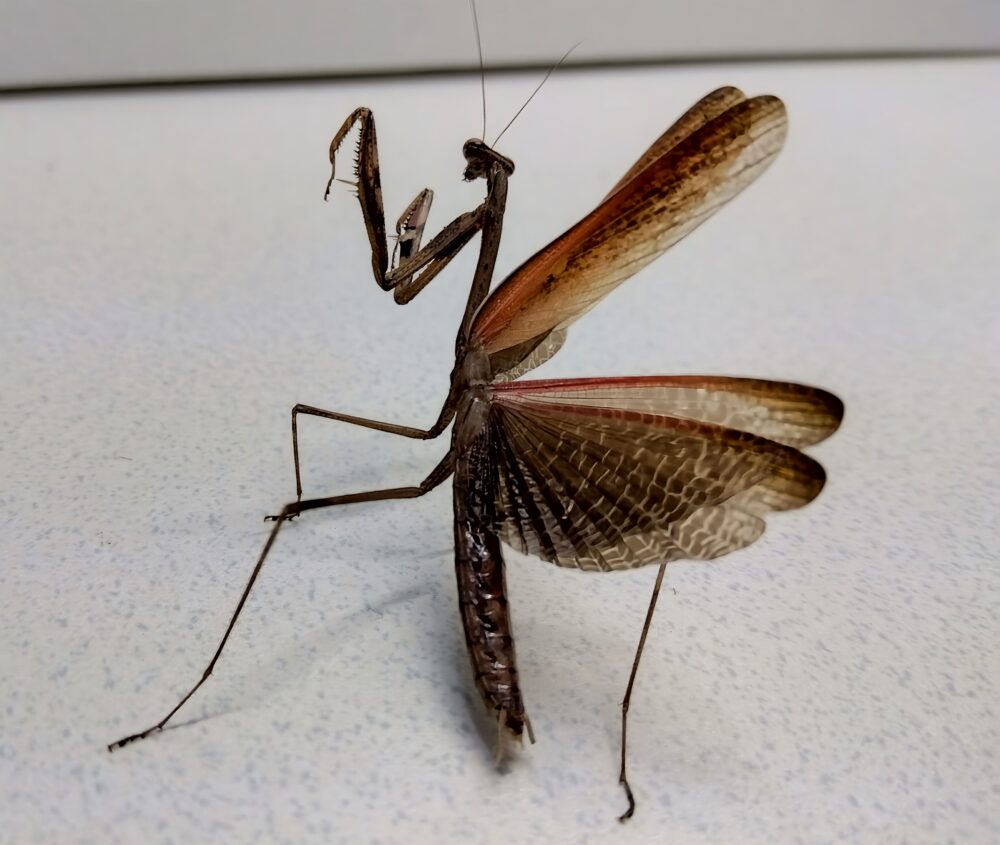 「翅を広げて威嚇姿勢をとるチョウセンカマキリ|後翅を赤く見せて体を大きく見せる防御行動」