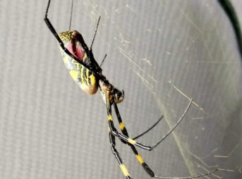 巣の中央で脚を広げて止まるジョロウグモのメス。黄色と黒の模様が特徴の腹部と長い脚が見える。