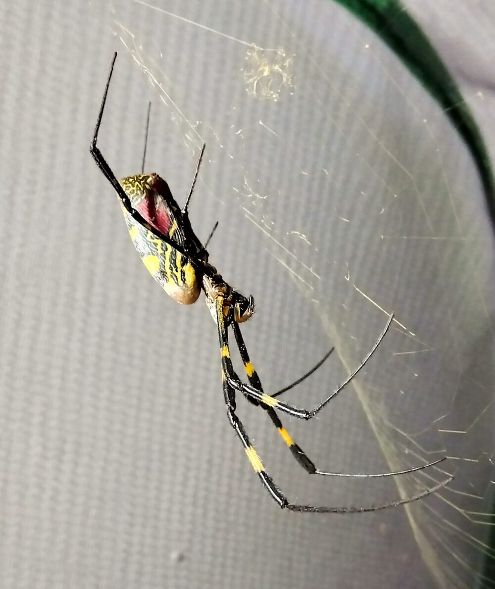巣の中央で脚を広げて止まるジョロウグモのメス。黄色と黒の模様が特徴の腹部と長い脚が見える。