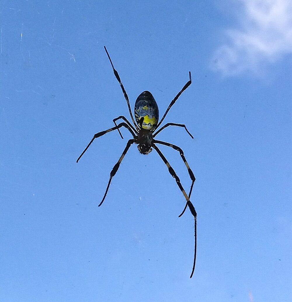 青空を背景に巣の中央で静止するジョロウグモの全身。黄色と黒の警告色が背中に見える。