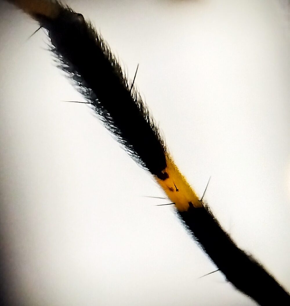 ジョロウグモの脚の節部に生える感覚毛(セタ)と長い棘状の突起を拡大撮影したマクロ写真