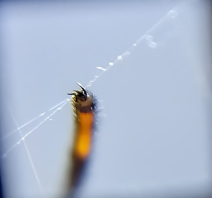 ジョロウグモの足先にある3本の鉤爪が糸を掴んでいる様子を拡大撮影したマクロ写真