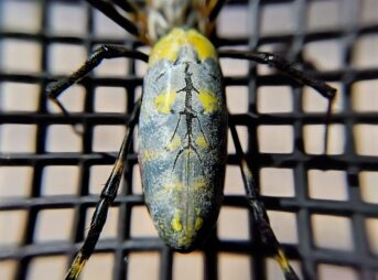 ジョロウグモの背中中央にある黄色と黒の警戒色模様を拡大撮影した写真