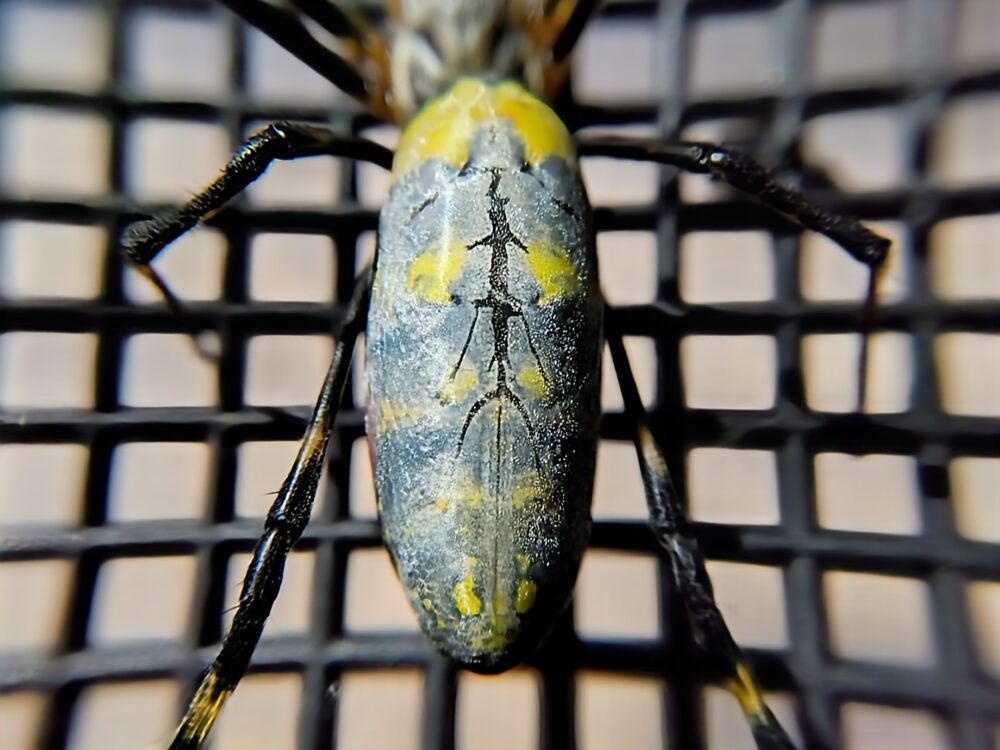 ジョロウグモの背中中央にある黄色と黒の警戒色模様を拡大撮影した写真