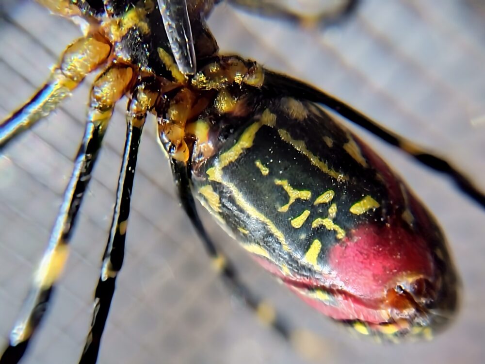 ジョロウグモの腹部を正面から撮影した写真。黄色と黒の模様に加えて赤色が広がっている様子がわかる。