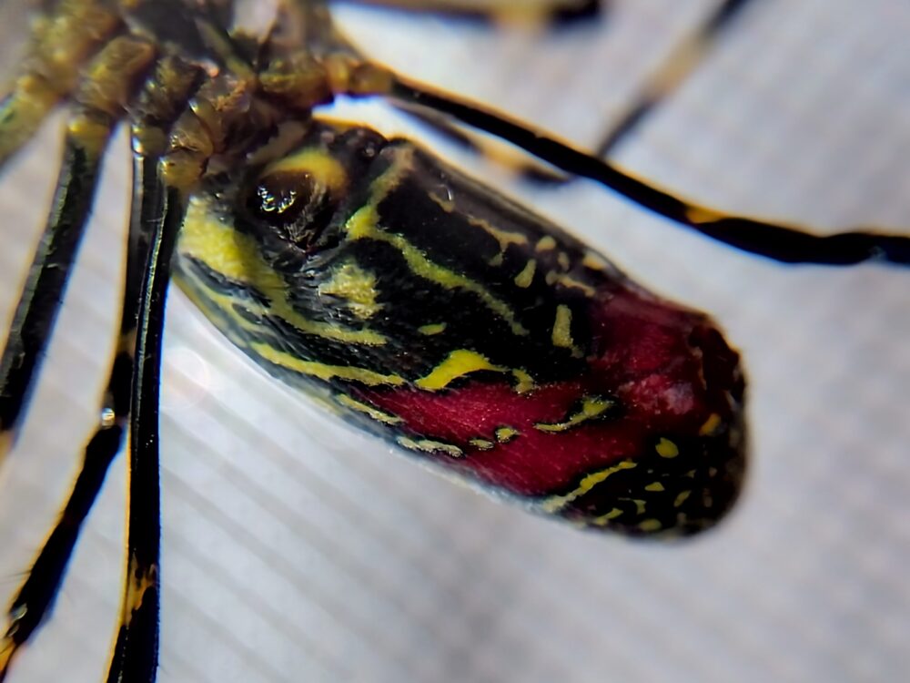 ジョロウグモの腹側に広がる赤色と背面の黄色と黒の模様を横方向から撮影した写真