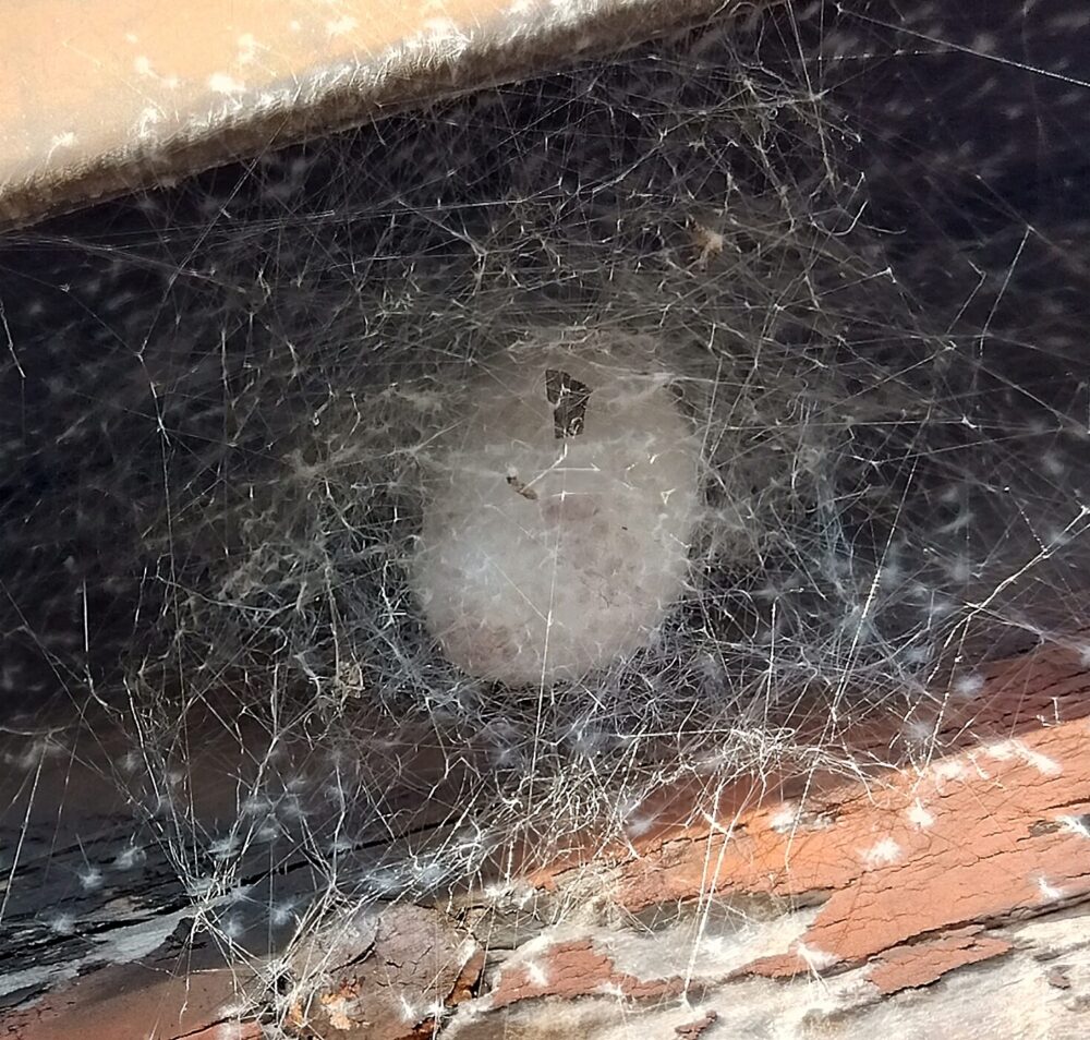 シャッター上部の隙間に産み付けられたジョロウグモの卵のう。薄い白い糸で包まれ、周囲の網とともにぶら下がっている様子（12月6日撮影）