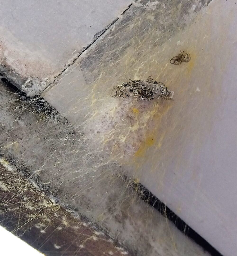 天井の隅に貼り付いた、茶色と黄色の分厚い糸の塊状のクモの卵嚢。ジョロウグモの卵のうと推定される。