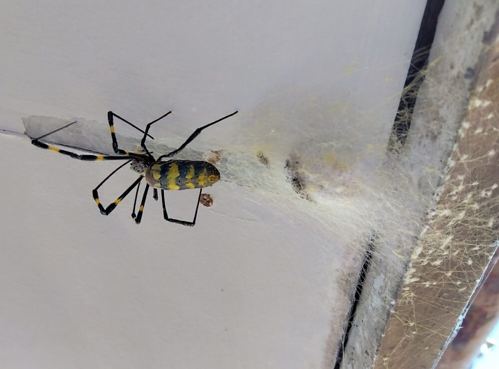 黄色と黒の縞模様の腹部を持つジョロウグモのメス成体が、白い糸の塊状の卵のうの近くにいる様子。