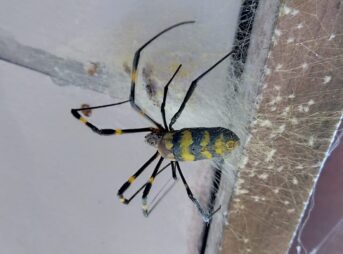 黄色と黒の縞模様の腹部を持つジョロウグモのメス成体が、白い糸の塊状の卵のうの上にいる様子。