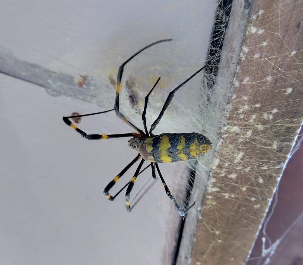 黄色と黒の縞模様の腹部を持つジョロウグモのメス成体が、白い糸の塊状の卵のうの上にいる様子。