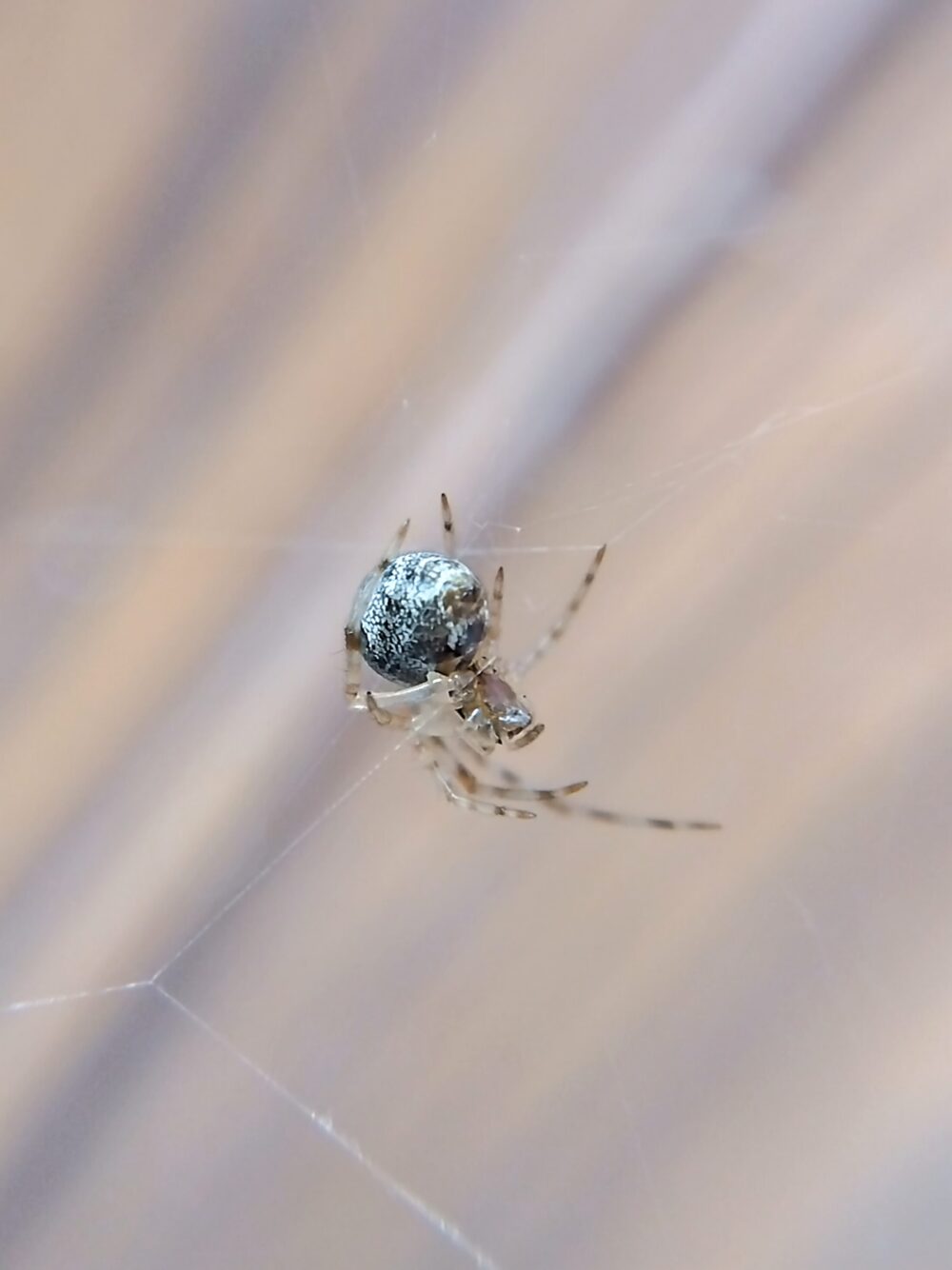 母グモの巣の中を単独で歩く、他より大きく成長したオオヒメグモの子グモ