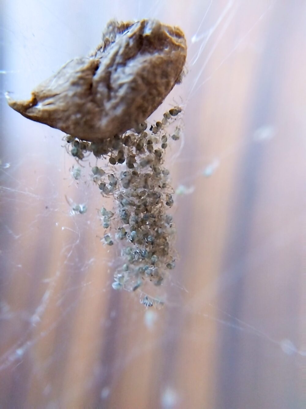 孵化したばかりのオオヒメグモの子グモが卵のうの下に密集している様子