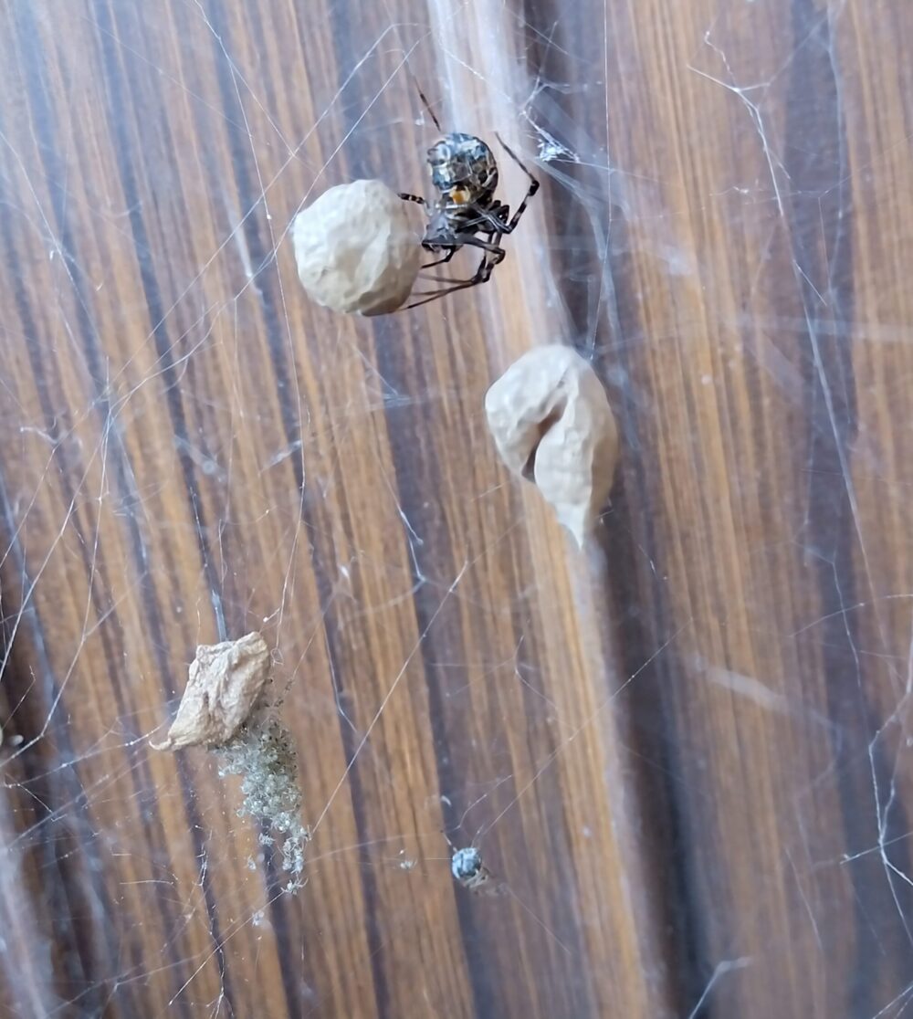 オオヒメグモのメスが複数の卵のうを守るように止まっている様子。破れた卵のうの下には孵化した子グモの集団が見られる。