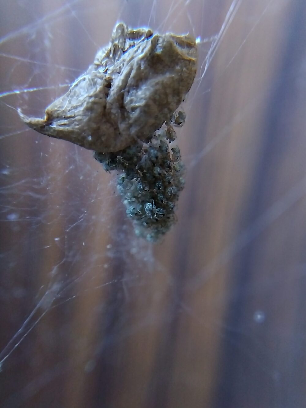 気温が下がった夕方に、卵のうの下で密集して塊になったオオヒメグモの子グモたち