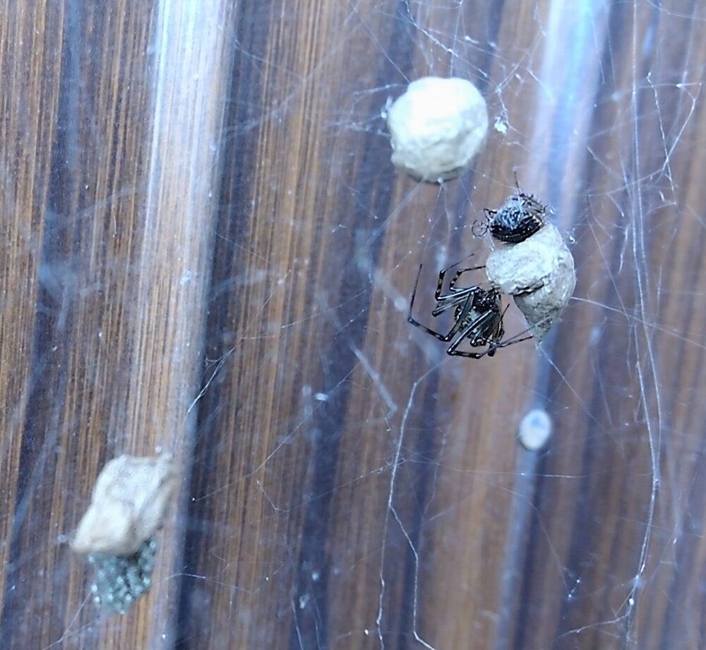 オオヒメグモの母グモが卵のうのそばにとどまり、黒い獲物を糸で固定している様子。切り離される前の巣の状態