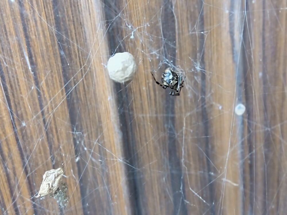 オオヒメグモの巣から黒い獲物と空の卵のうが切り離され、母グモの周囲がすっきりした状態