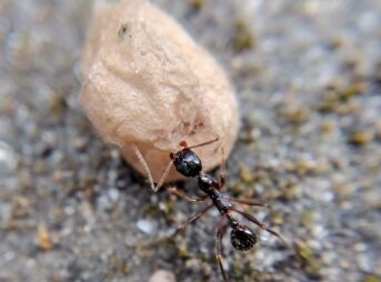 オオヒメグモの巣から落とされた空の卵のうを、アリが地面で持ち帰ろうとしている様子