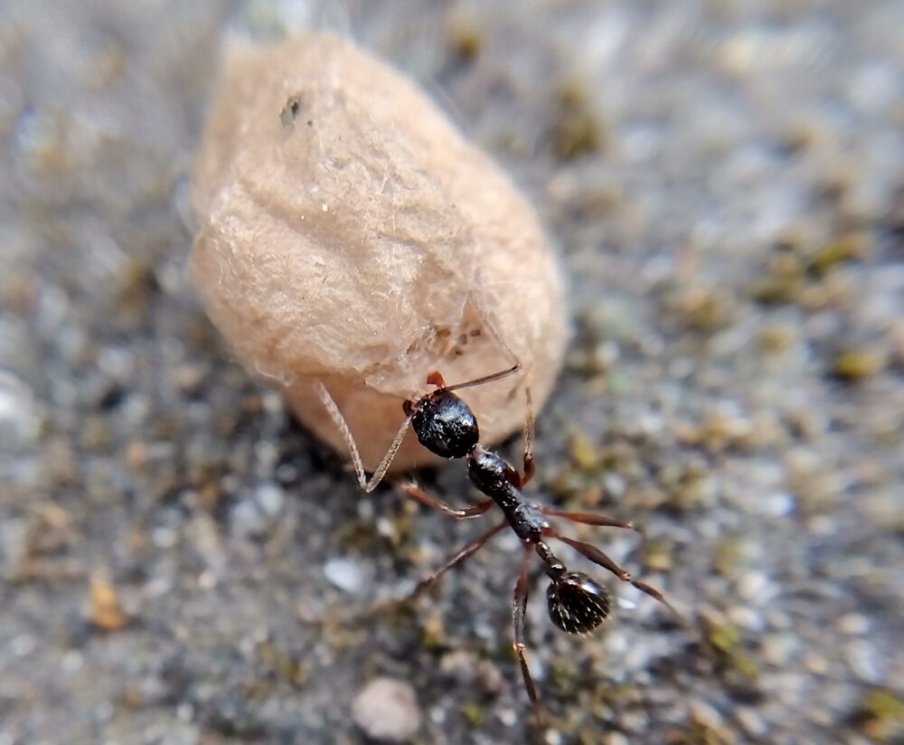 オオヒメグモの巣から落とされた空の卵のうを、アリが地面で持ち帰ろうとしている様子