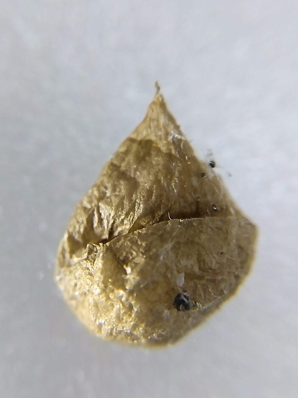 孵化後にしぼんでシワができたオオヒメグモの空の卵のうの接写写真