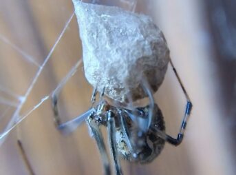 オオヒメグモの母グモが孵化前の卵のうに密着して守っている様子