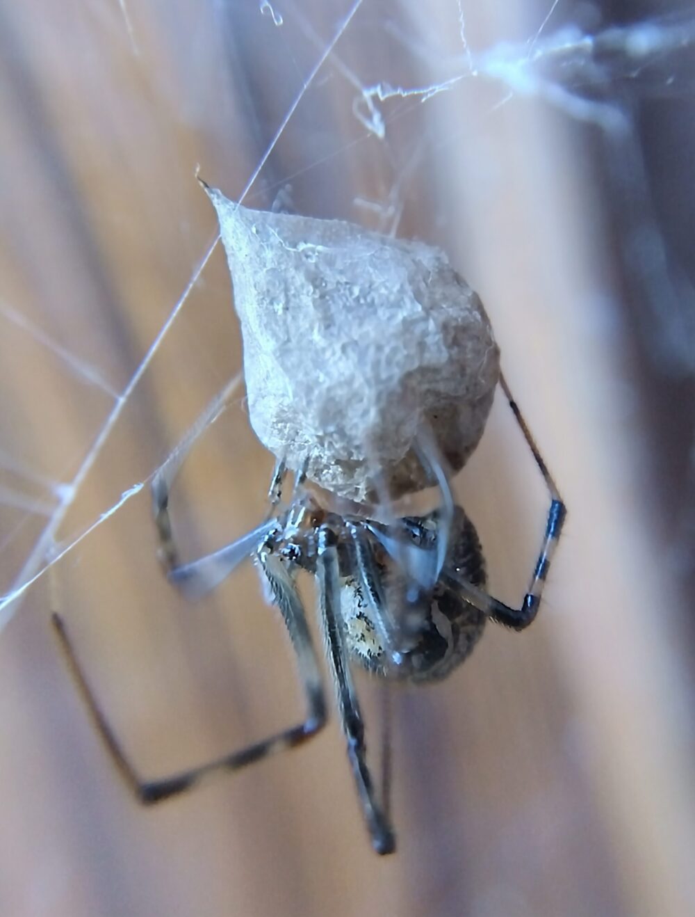 オオヒメグモの母グモが孵化前の卵のうに密着して守っている様子