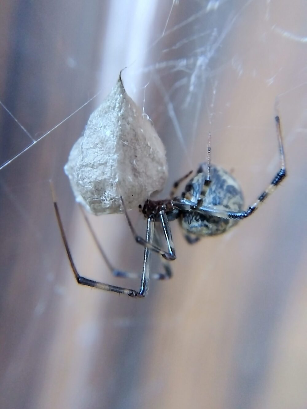 オオヒメグモの母グモが孵化前と思われる中身の入った卵のうに密着して守っている様子