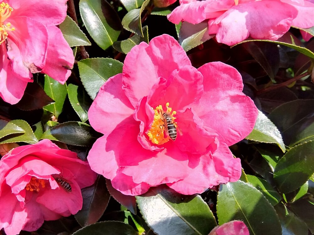 満開の藪ツバキの花で花粉を集めるコハナバチ科の未同定個体(12月・小春日和の観察)