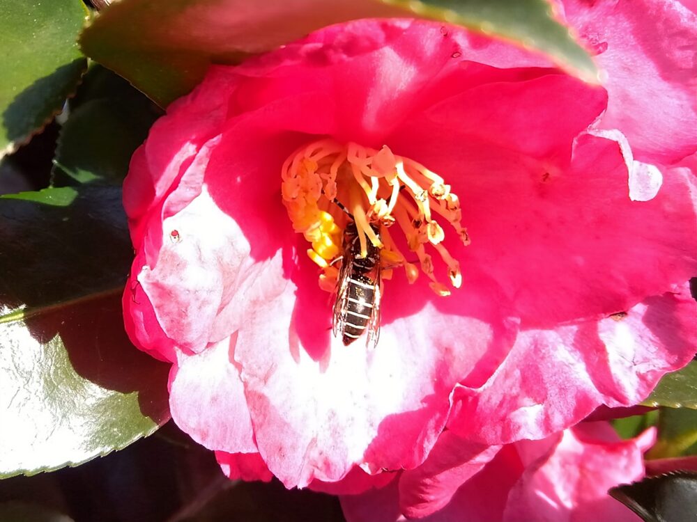 藪ツバキの花に頭から潜り込み、花粉と蜜を集めるコハナバチ科未同定個体の採餌行動