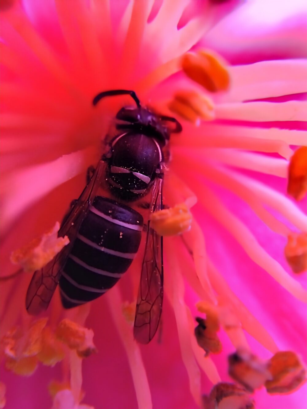 藪ツバキの花内で観察されたコハナバチ科未同定個体の腹部。胴の付け根付近に見られる2本の横線を確認するための拡大写真