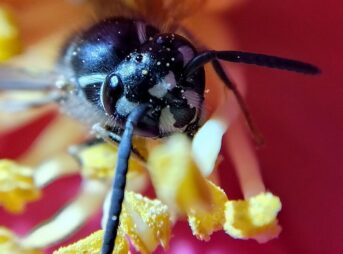 藪ツバキの花内で撮影したコハナバチ科未同定個体の顔の拡大写真。左右対称に見える白い模様が確認できる