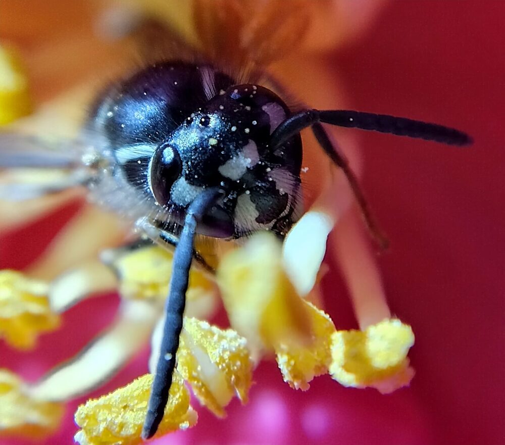 藪ツバキの花内で撮影したコハナバチ科未同定個体の顔の拡大写真。左右対称に見える白い模様が確認できる