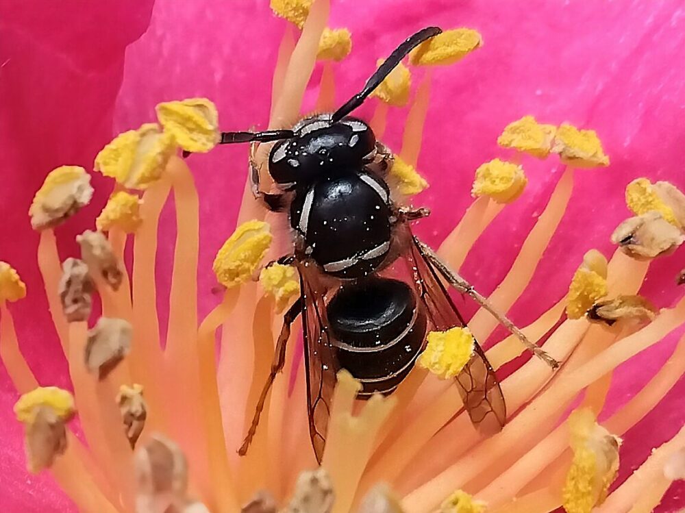 藪ツバキの花で撮影したコハナバチ科未同定個体。長い触角、ハチ特有の目の大きさ、前翅と後翅の4枚構造が確認できる