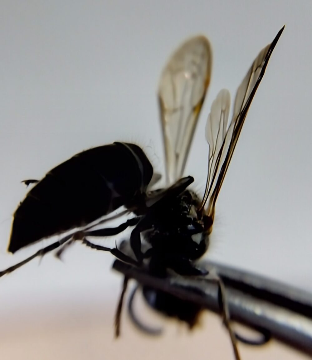 斜め横から撮影したコハナバチ科未同定個体の翅。前翅の下に折りたたまれた小さな後翅が確認できる