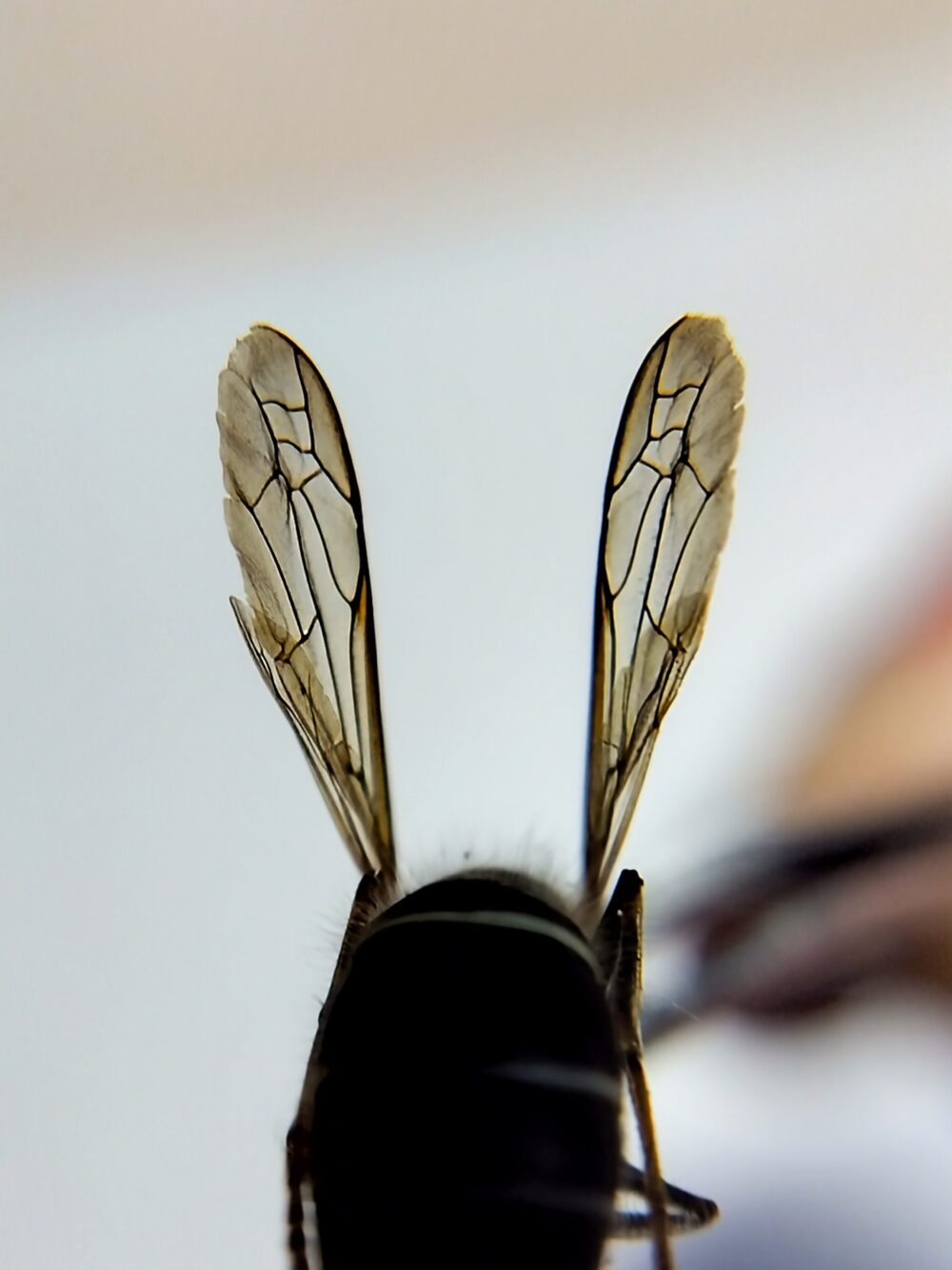 コハナバチ科未同定個体の翅を透過光で撮影した拡大写真。前翅と後翅の4枚構造が確認できる