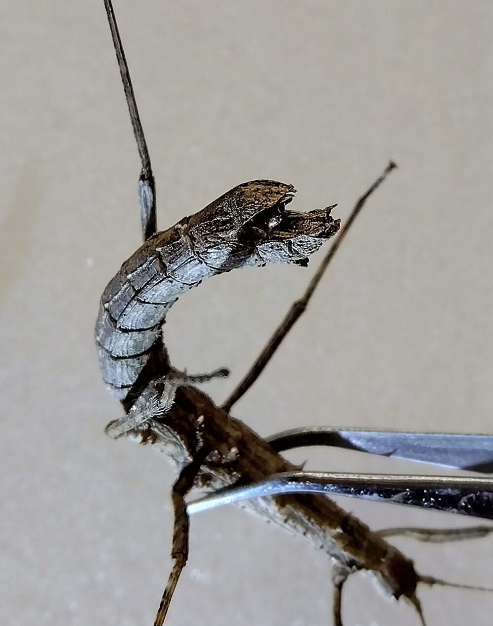 ピンセットで掴まれ腹部を大きく反り返らせるトゲナナフシ（メス）の接写。刺激に反応した産卵姿勢が分かる写真。