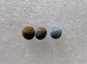 ピンセット刺激に反応して時間差で産み落とされたトゲナナフシの卵3個のマクロ写真。卵蓋が見え、茶色・黒・灰白色と色の違いが分かる。