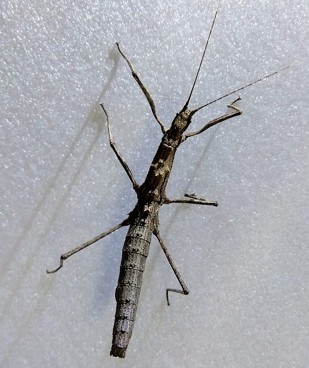 白い発泡素材の上で擬態するトゲナナフシ（メス）の全身。長い触角と胸部のトゲがはっきり見える接写写真。