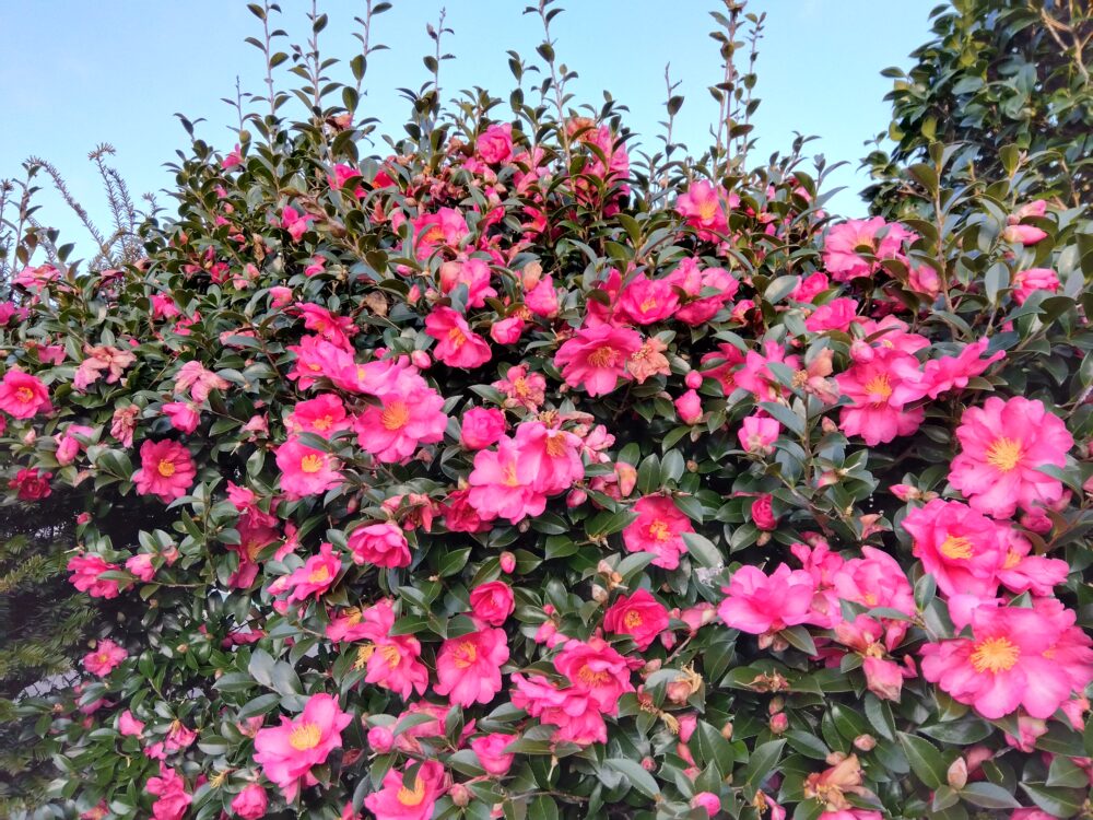 12月21日、午後2時半ごろの気温16℃前後小春日和、自宅の藪ツバキの花が満開の写真