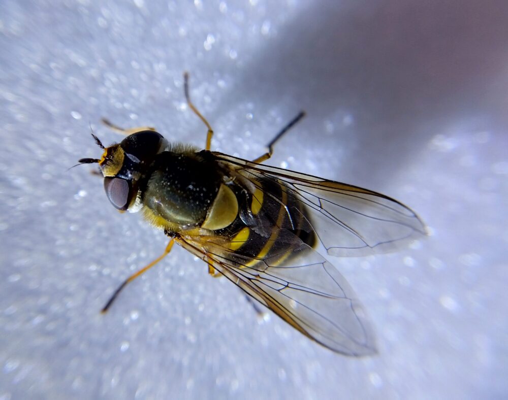 アブの成虫。左右に大きく発達した複眼と短い触角、翅が2枚（1対）しかない点が特徴で、触角が長く翅が4枚あるハチとの明確な違いが分かります。