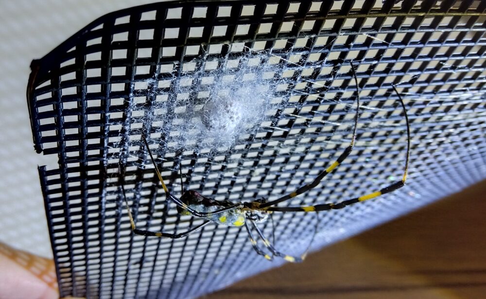 飼育下の黒いメッシュに産み付けられたジョロウグモの卵のうを、捕獲後ほぼ絶食のメスがそばで守っている様子(12月25日撮影)