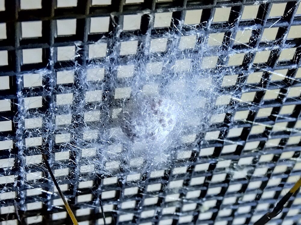 飼育下でジョロウグモが黒いメッシュ面に産み付けた卵のう。白い糸が薄く重なり、内部がうっすら見える状態