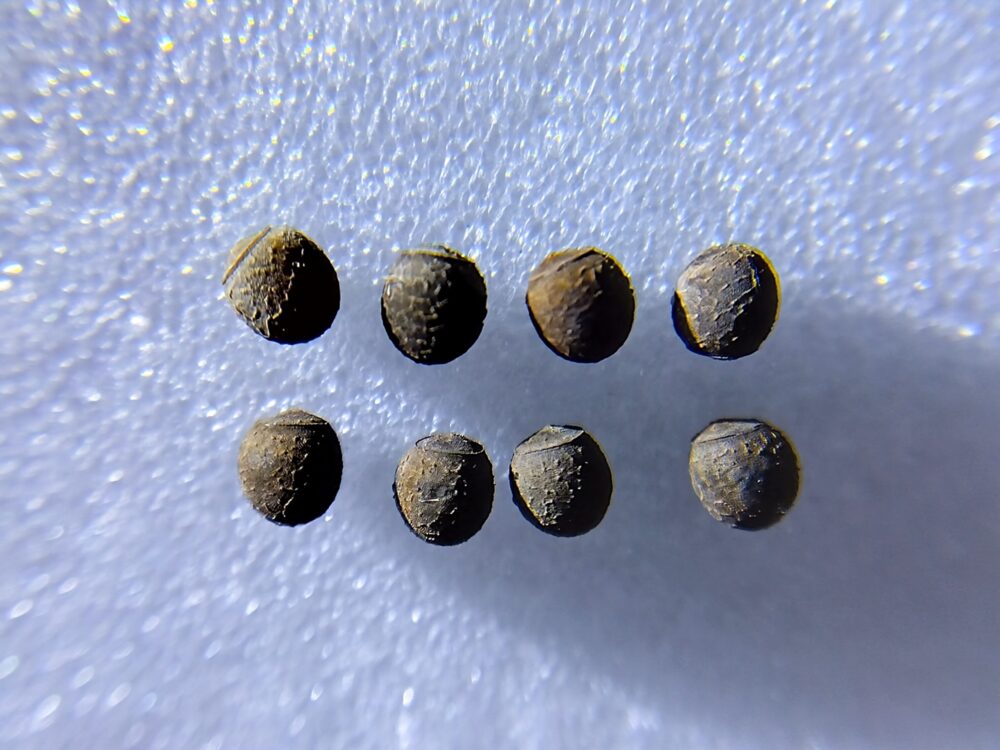 白い台の上に並べたトゲナナフシの卵8個（12/18〜12/25産卵、12/26確認）のマクロ写真