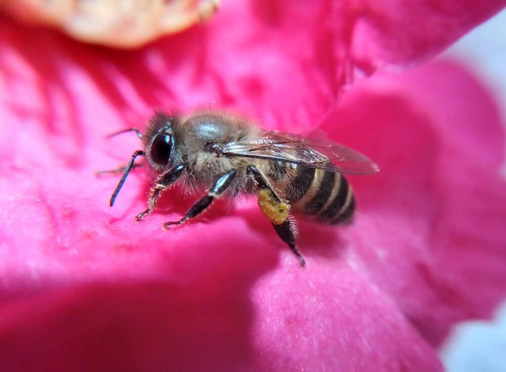 二ホンミツバチが藪ツバキの花びらの上に横向きに止まっている様子。後ろ脚には集めた花粉の団子が少し欠けて付着している。